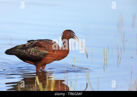 Glossy ibis (Plegadis falcinellus), im Wasser stehend, Griechenland, Lesbos Stockfoto