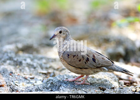 Common Ground dove (Columbina passerina), auf dem Boden sitzend, Kuba, Cayo Coco Stockfoto