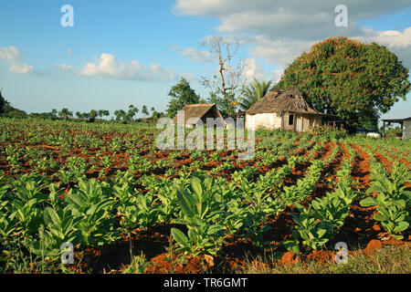 Angebaute Tabak, Tabakwaren, Tabak (Nicotiana Firma), Tabak, Kuba Stockfoto