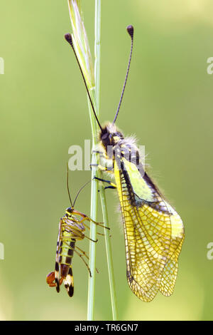 Gemeinsame scorpionfly (Panorpa communis), männlich scorpionfly sitzen an einem Gras mit einem owlfly, Deutschland, Baden-Wuerttemberg, Kaiserstuhl Stockfoto