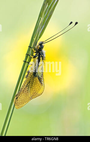 Owlfly (Libelloides longicornis, Ascalaphus longicornis), sitzt an einem Gras, Deutschland, Baden-Wuerttemberg, Kaiserstuhl Stockfoto