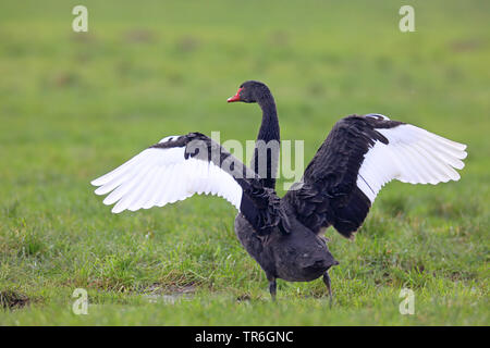 Schwarzer Schwan (Cygnus atratus), sitzend auf einer Weide, schlagenden Flügeln, Niederlande Stockfoto