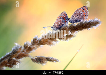 Gemeinsame blau (Polyommatus icarus), zwei gemeinsame Blues mit Tautropfen auf einem Gras Ohr, Deutschland, Nordrhein-Westfalen, Bergisches Land Stockfoto