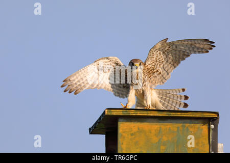 Europäische Kestrel, Eurasischen Kestrel, Alte Welt Kestrel, Turmfalke (Falco tinnunculus), Fliegende weiblichen Landung in einem nistkasten, Niederlande, Friesland Stockfoto