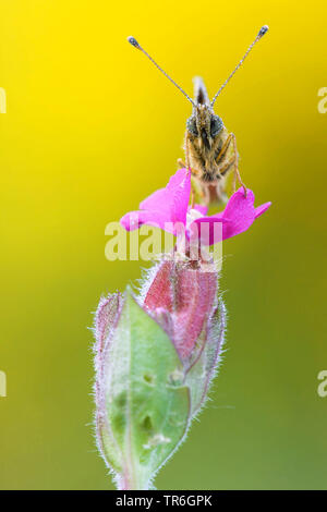 Kleine Perle - grenzt fritillary (clossiana Selene, boloria Selene), sitzend auf red Campion, Deutschland, Nordrhein-Westfalen, Bergisches Land Stockfoto