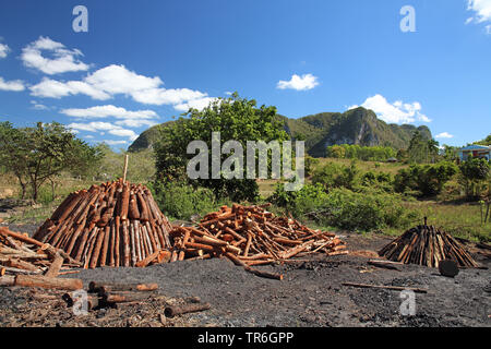 Holzkohle Ofen im Nationalpark, Kuba, La Guira Nationalpark Stockfoto