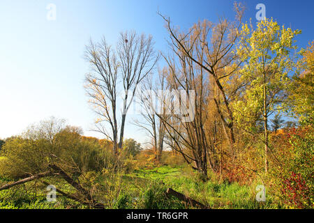Naturschutzgebiet Urdenbacher Kaempe, Deutschland, Nordrhein-Westfalen, Düsseldorf Stockfoto