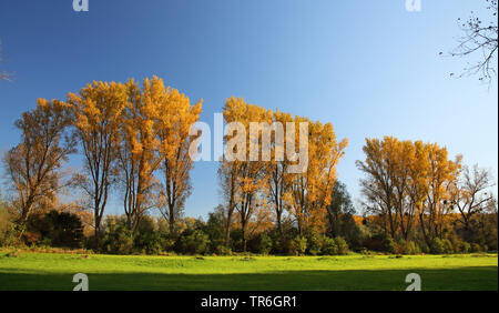 Aspen, Pappel (Populus spec.), Naturschutzgebiet Urdenbacher Kaempe, Deutschland, Nordrhein-Westfalen, Düsseldorf Stockfoto