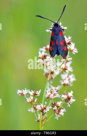 Six-spot Burnet (Zygaena Filipendulae, Anthrocera filipendulae), sitzend auf einem Luzula, Deutschland, Nordrhein-Westfalen, Bergisches Land Stockfoto