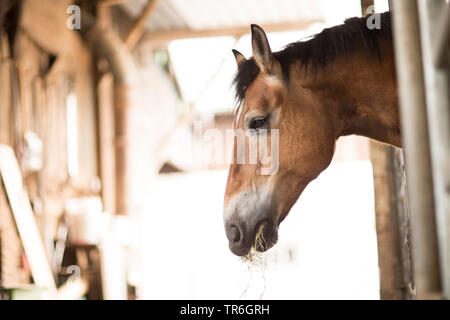 Inländische Pferd (Equus przewalskii f. caballus), im Pferdestall, Deutschland Stockfoto