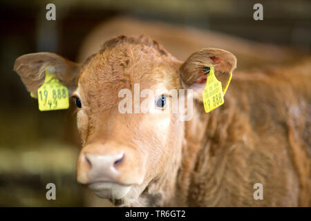 Inländische Rinder (Bos primigenius f. Taurus), Kalb in einem Kuhstall, Porträt, Deutschland Stockfoto