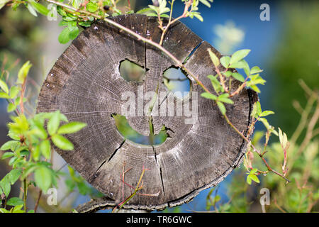 Gesicht in einem Baum schneiden, Deutschland Stockfoto