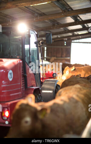 Inländische Rinder (Bos primigenius f. Taurus), Traktor und Kühe im Stall, Deutschland Stockfoto