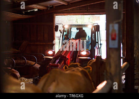 Inländische Rinder (Bos primigenius f. Taurus), Traktor und Kühe im Stall, Deutschland Stockfoto