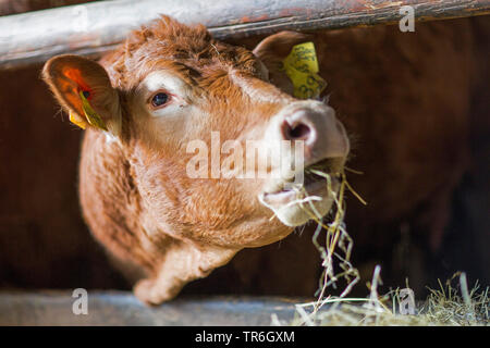 Inländische Rinder (Bos primigenius f. Taurus), Fütterung in einem Kuhstall, Deutschland Stockfoto