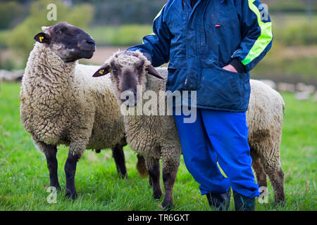 Inländische Schafe (Ovis ammon f. aries), sheepherd mit zwei Schafe auf einer Wiese, Deutschland Stockfoto