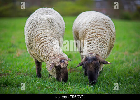 Inländische Schafe (Ovis ammon f. aries), zwei Schafe weiden, der Seite an Seite in einer Wiese, Deutschland Stockfoto