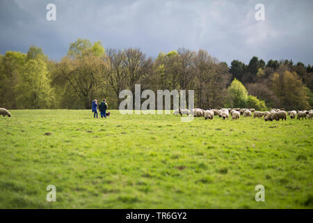 Inländische Schafe (Ovis ammon f. aries), Hirte mit Herde Schafe auf der Weide, Deutschland Stockfoto