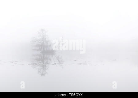 See in Nebel, Deutschland, Nordrhein-Westfalen, Wahner Heide Stockfoto