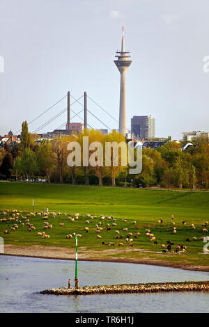 Inländische Schafe (Ovis ammon f. aries), Herde von Schafen auf dem Rhein, Rhein Turm im Hintergrund, Deutschland, Nordrhein-Westfalen, Niederkassel, Düsseldorf Stockfoto