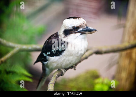 Laughing Kookaburra (Dacelo novaeguineae), sitzt auf einem Ast, Australien Stockfoto