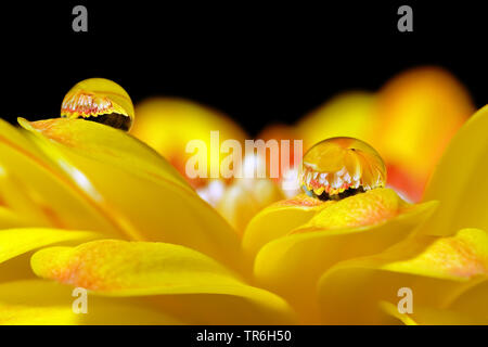 Barebeton Daisy, Gerbera, Transvaal Daisy, Gerbera Daisy (Gerbera jamesonii), Blume, die in Wassertropfen Stockfoto