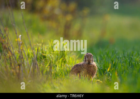 Europäische hase, feldhase (Lepus europaeus), sitzend mit entspannten Ohren in einem Feld, Deutschland, Nordrhein-Westfalen Stockfoto