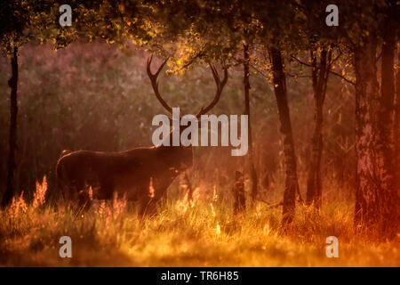 Red Deer (Cervus elaphus), Hirsch im Abendlicht, Deutschland, Nordrhein-Westfalen, Bergisches Land Stockfoto
