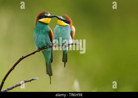 Europäische bee Eater (Merops apiaster), Abrechnung Paar sitzt auf einem Ast, Deutschland, Baden-Wuerttemberg, Kaiserstuhl Stockfoto