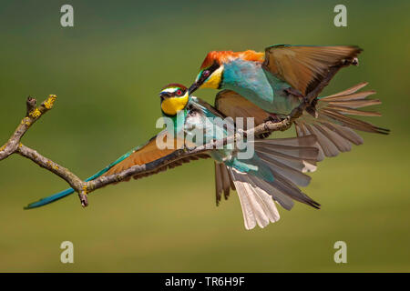 Europäische bee Eater (Merops apiaster), zwei Bee Eaters Streit auf einem Zweig, Deutschland, Baden-Wuerttemberg, Kaiserstuhl Stockfoto