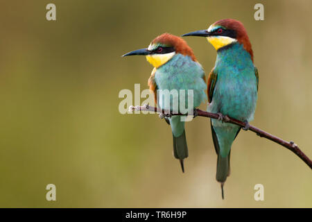 Europäische bee Eater (Merops apiaster), Paar synchron auf einem Ast sitzend, Deutschland, Baden-Wuerttemberg, Kaiserstuhl Stockfoto