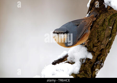 Eurasischen Kleiber (Sitta europaea), typische Position an einem Zweig im Winter, Deutschland, Nordrhein-Westfalen, Bergisches Land Stockfoto