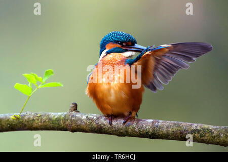 Fluss Eisvogel (Alcedo atthis), junger Mann sitzt auf einem Ast und Pflege, Deutschland, Nordrhein-Westfalen, Bergisches Land Stockfoto