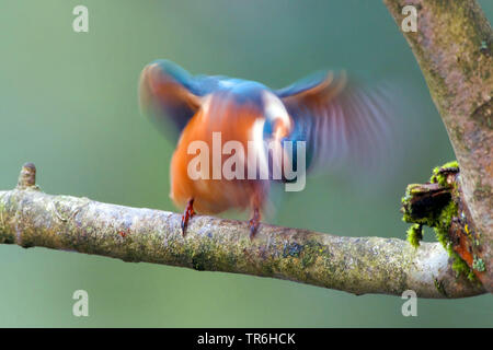 Fluss Eisvogel (Alcedo atthis), sitzt auf einem Ast und schüttelte sich, Deutschland, Nordrhein-Westfalen, Bergisches Land Stockfoto