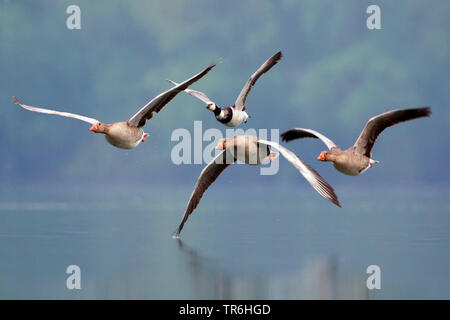 Graugans (Anser anser), über einen See fliegen zusammen mit einem nonnengans, Deutschland, Nordrhein-Westfalen Stockfoto