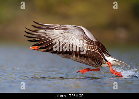 Graugans (Anser anser), vom Wasser Oberfläche, Deutschland, Nordrhein-Westfalen Stockfoto