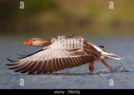 Graugans (Anser anser), ab Wasser, Deutschland, Nordrhein-Westfalen Stockfoto