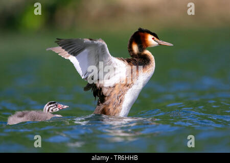 Haubentaucher (Podiceps cristatus), Küken schlüpfen aus dem Bacl der Erwachsenen ins Wasser, Deutschland, Nordrhein-Westfalen, Bergisches Land Stockfoto