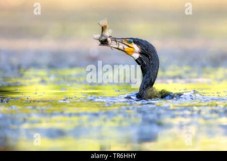 Kormoran (Phalacrocorax carbo), mit Gefangenen Schleien in den Strand, Deutschland, Nordrhein-Westfalen Stockfoto