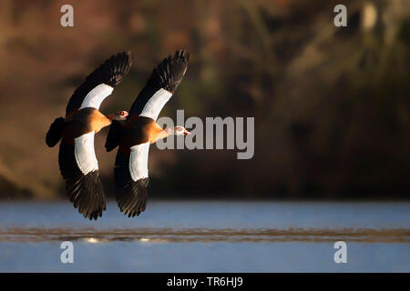 Nilgans (Alopochen aegyptiacus), zwei Gänse gleichzeitig Fliegen über Wasser, Deutschland, Nordrhein-Westfalen, Bergisches Land Stockfoto