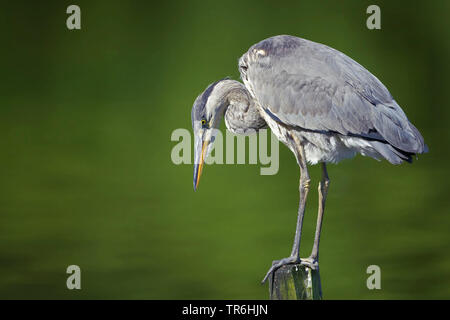 Graureiher (Ardea cinerea), juvenile, stehend auf einem Post in Wasser, Deutschland, Nordrhein-Westfalen, Bergisches Land Stockfoto