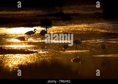 Seidenreiher (Egretta garzetta), Jagd Gruppe in Golden Sunset im Naturpark S'Albufera, Spanien, Balearen, Mallorca Stockfoto