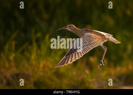 Western Brachvögel (Numenius arquata), im Abendlicht, Niederlande, Friesland Stockfoto