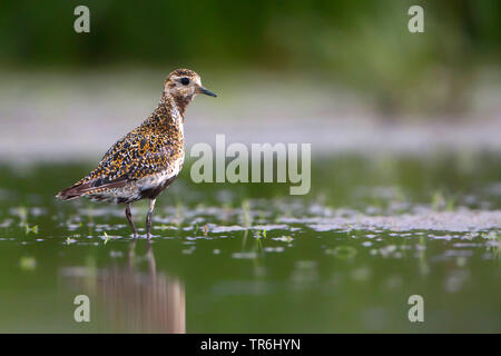 Europäische Goldregenpfeifer (Pluvialis apricaria), im flachen Wasser stehend, Niederlande, Friesland Stockfoto