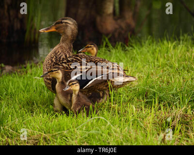 Stockente (Anas platyrhynchos), Weibliche mit Küken auf der Wiese, Deutschland, Sachsen Stockfoto