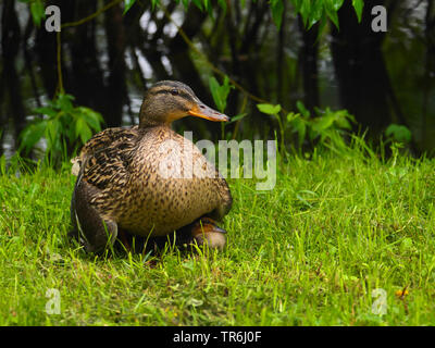 Stockente (Anas platyrhynchos), Weibliche mit Küken auf der Wiese, Deutschland, Sachsen Stockfoto