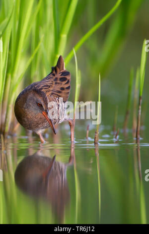 Wasserralle (Rallus Aquaticus), Tierheim am Abend, Niederlande, Friesland Stockfoto