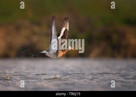 Uferschnepfe (Limosa limosa), ab Wasser, Niederlande, Friesland Stockfoto