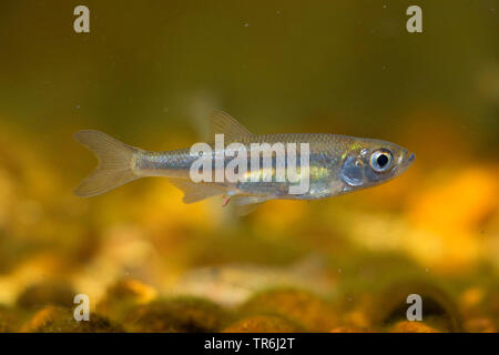 Moderlieschen, belica, sunbleak (Leucaspius Delineatus), seitlichem, Deutschland Stockfoto