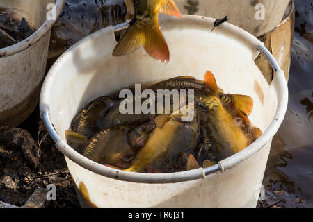 Spiegelkarpfen, Europäische KARPFEN (CYPRINUS CARPIO), die in einer Ladeschaufel, Deutschland, Bayern Stockfoto